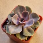 20260823_164538 Echeveria sp Perle von Nurberg