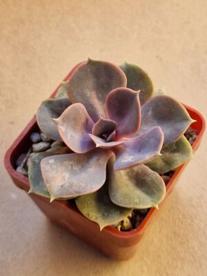 20260823_164538 Echeveria sp Perle von Nurberg