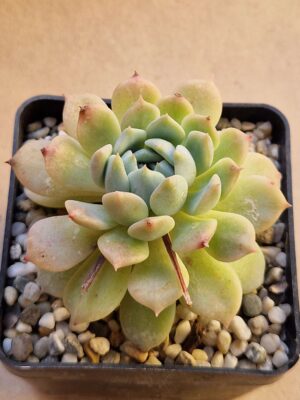 20260823_164601 Echeveria sp
