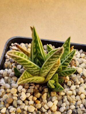 20260823_164621 Aloe variegata