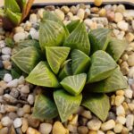Haworthia pygmaea