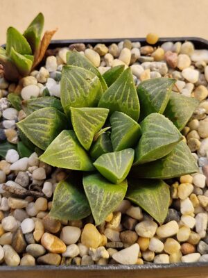 20260823_164647 Haworthia pygmaea