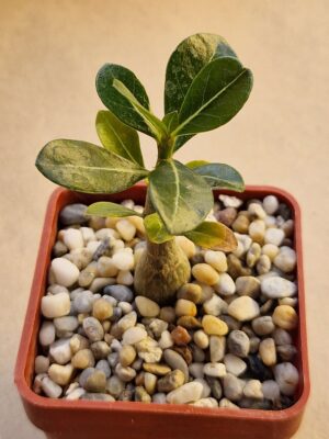 Adenium obesum