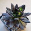 Echeveria affinis ,Black Knight,