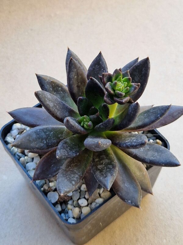 Echeveria affinis ,Black Knight,