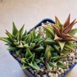 Haworthia pseudorigida