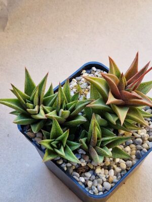 20260823_170832 Haworthia pseudorigida