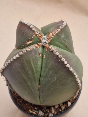 20260825_151125 Astrophytum myriostigma v nudum