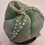 Astrophytum myriostigma v nudum