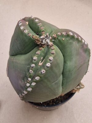 20260825_151143 Astrophytum myriostigma v nudum