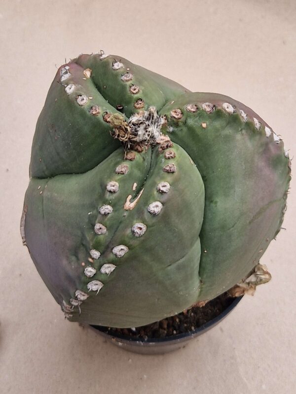 Astrophytum myriostigma v nudum
