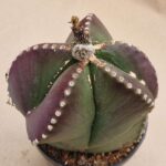 Astrophytum myriostigma v nudum