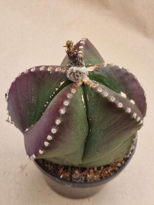 20260825_151203 Astrophytum myriostigma v nudum