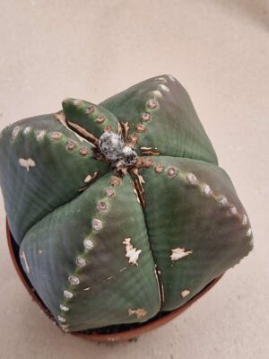 20260825_151215 Astrophytum myriostigma v nudum