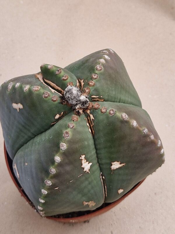 Astrophytum myriostigma v nudum