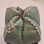 20260825_151228 Astrophytum myriostigma v nudum
