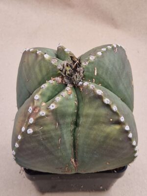 20260825_151228 Astrophytum myriostigma v nudum