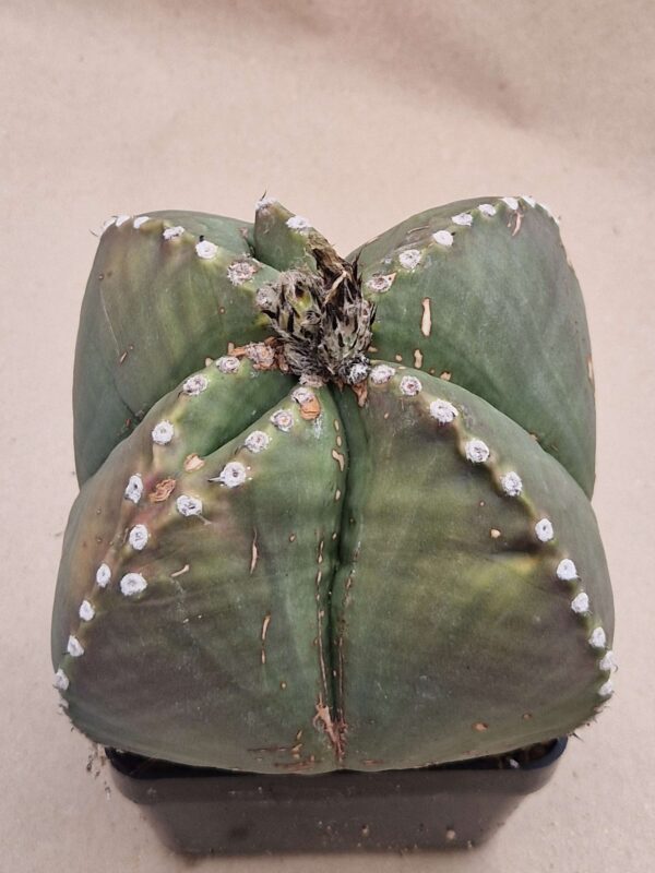 Astrophytum myriostigma v nudum