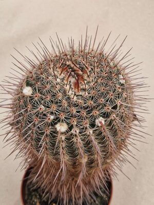 20260825_153743 semena Notocactus eugeniae