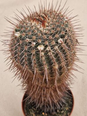 Notocactus eugeniae