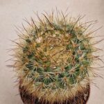 20260825_153826 Notocactus sp /brederoianus/