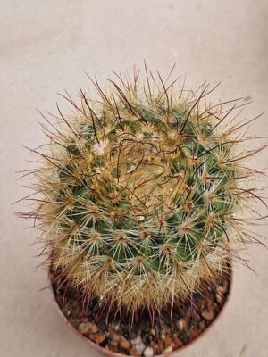 20260825_153826 Notocactus sp /brederoianus/