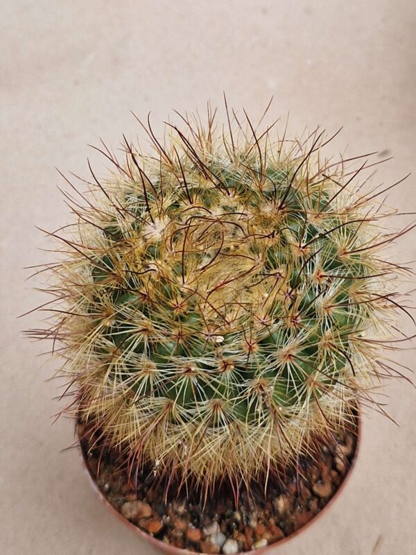 Notocactus sp /brederoianus/