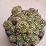 20260825_155536 Sulcorebutia sp