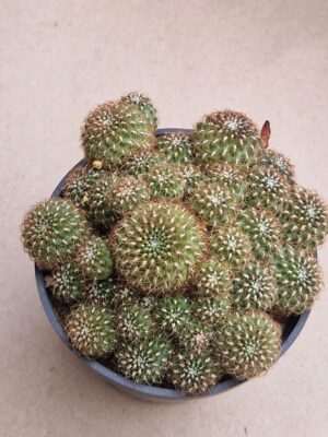 20260825_155536 Sulcorebutia sp