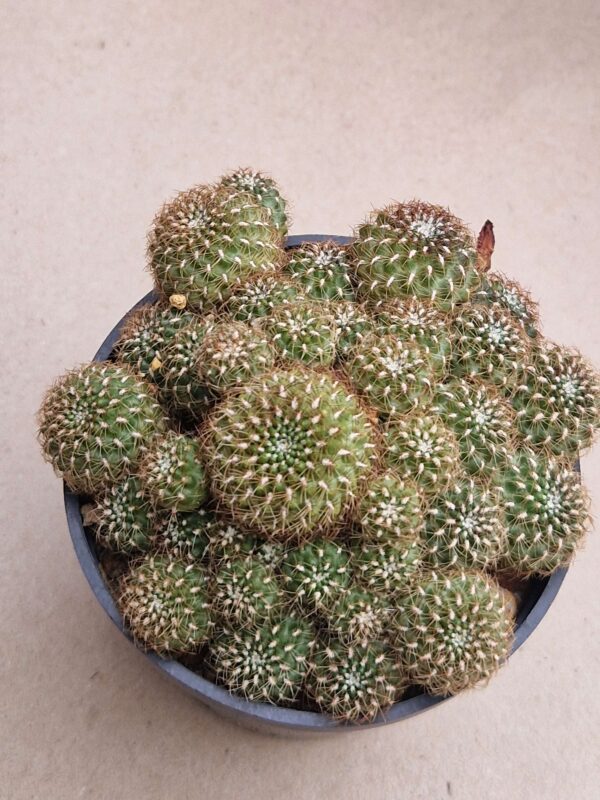 Sulcorebutia sp