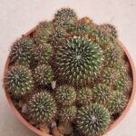 Sulcorebutia tiraquensis