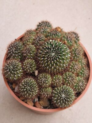 20260825_155547 Sulcorebutia tiraquensis