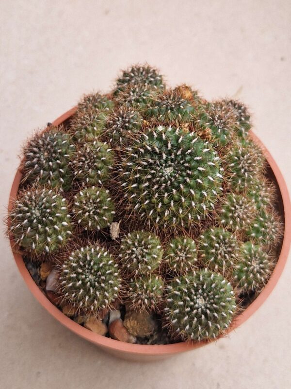 Sulcorebutia tiraquensis