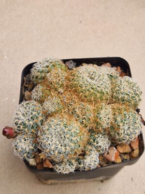 20260825_155608 Sulcorebutia albissima