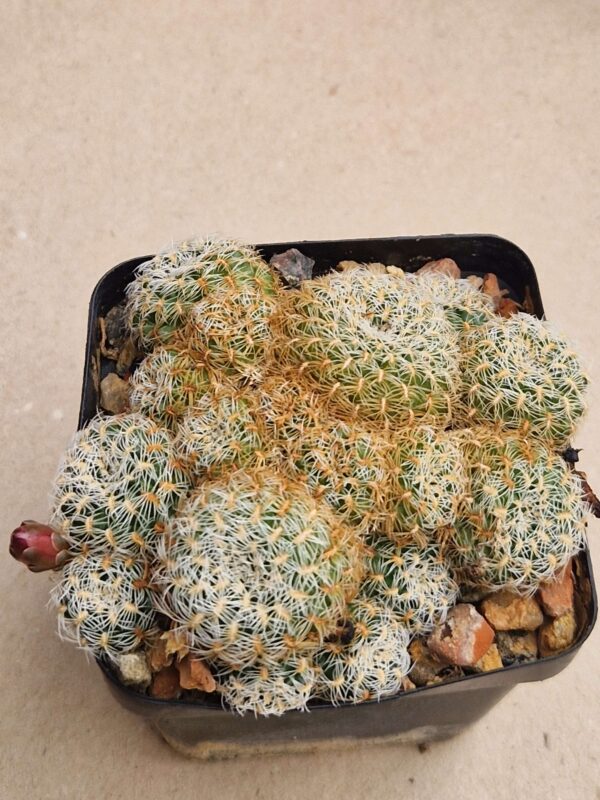 Sulcorebutia albissima