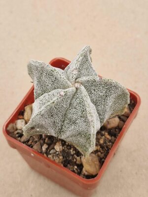 20260825_161326 Astrophytum myriostigma