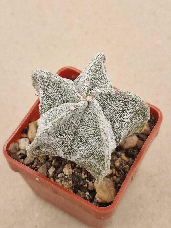 Astrophytum myriostigma