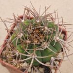 Gymnocalycium sp LF 126