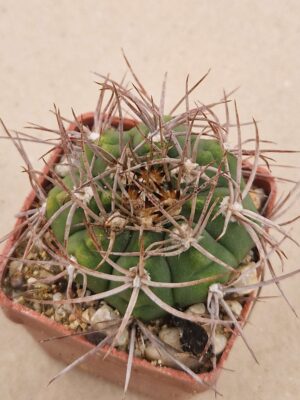 20260825_161349 Gymnocalycium sp LF 126