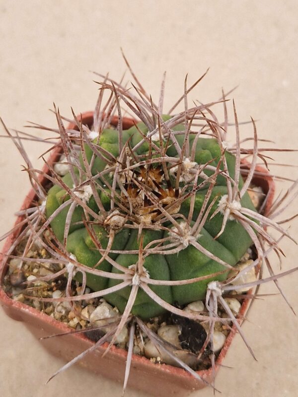 Gymnocalycium sp LF 126
