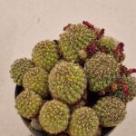 Sulcorebutia zavaletae