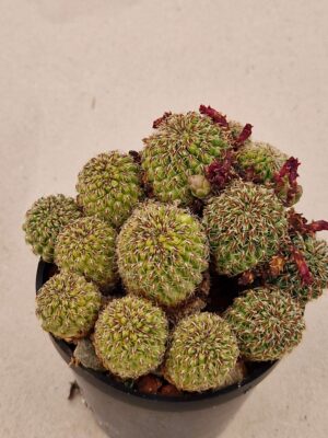 20260825_162249 Sulcorebutia zavaletae