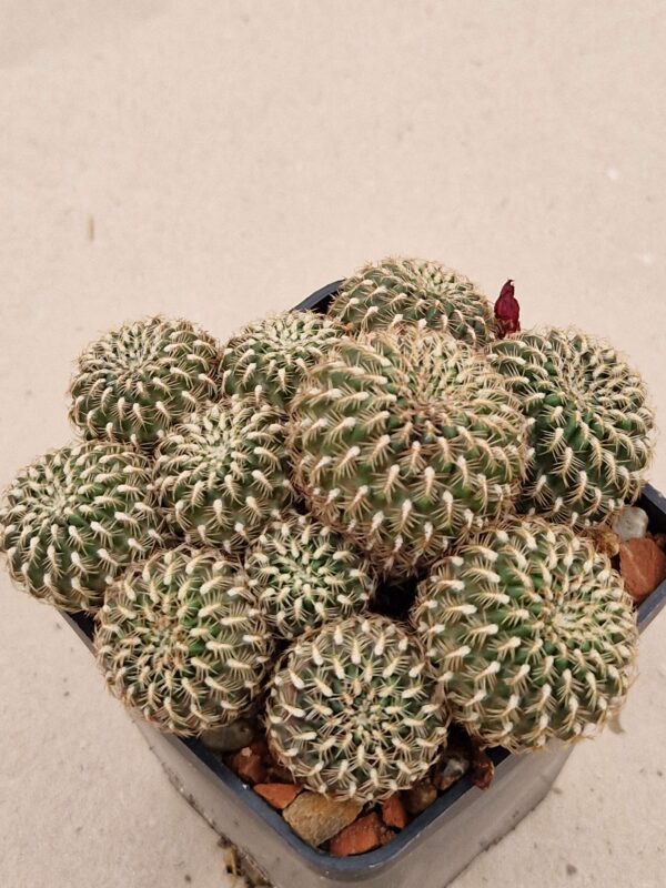 Sulcorebutia sp
