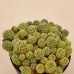 20260825_162422 Sulcorebutia sp