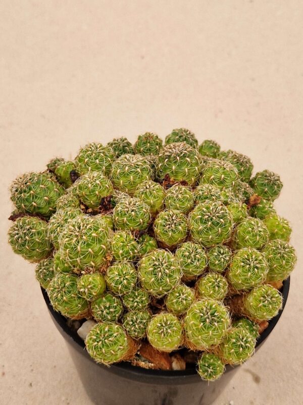 Sulcorebutia sp