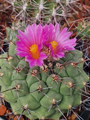20260828_153605 Thelocactus bueckii