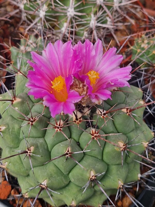 Thelocactus bueckii