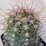 20260829_154638 Gymnocalycium accorugatum