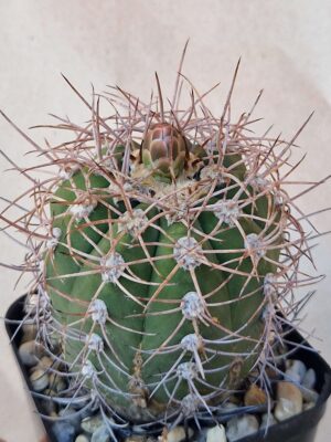20260829_154638 Gymnocalycium accorugatum
