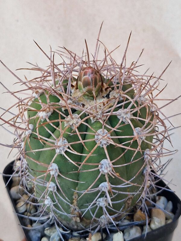 Gymnocalycium accorugatum
